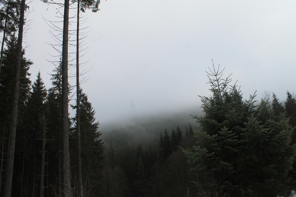 Paisaje árbol naturaleza bosque