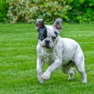 Grass dog animal jump Photo