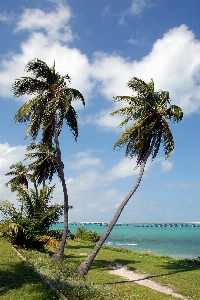 Beach sea coast tree Photo