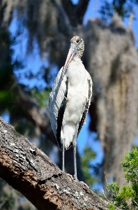 Nature bird white animal Photo