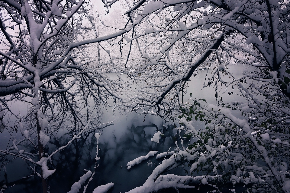 Landscape tree water nature