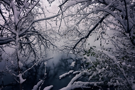 Landscape tree water nature Photo