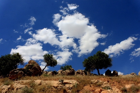 Landscape tree nature grass Photo