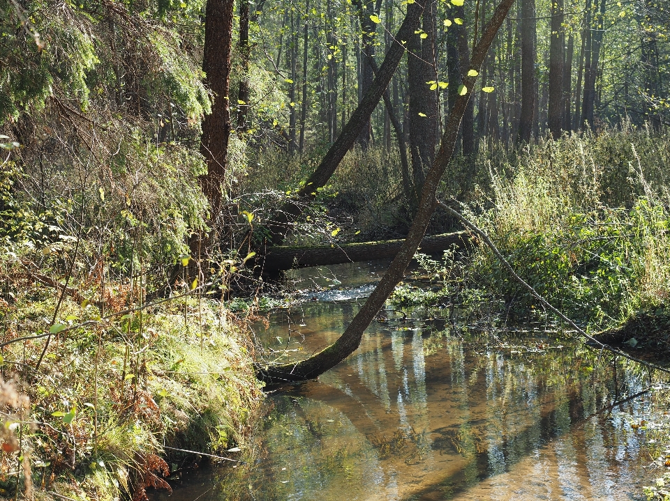 Landscape tree water nature