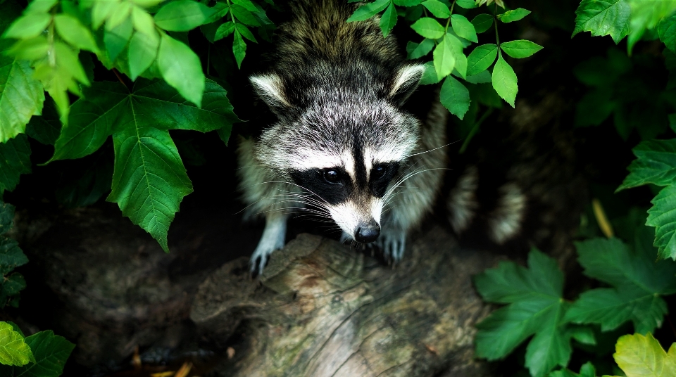 Landscape nature forest animal