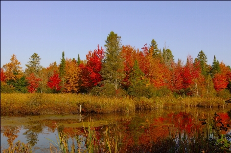 Zdjęcie Krajobraz drzewo natura pustynia
