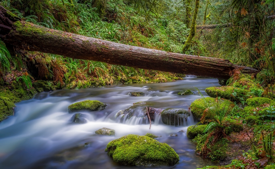 Landscape tree water nature