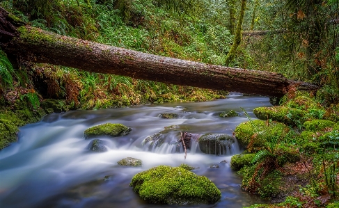 Landscape tree water nature Photo