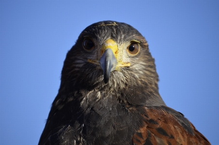 Nature bird wing fly Photo