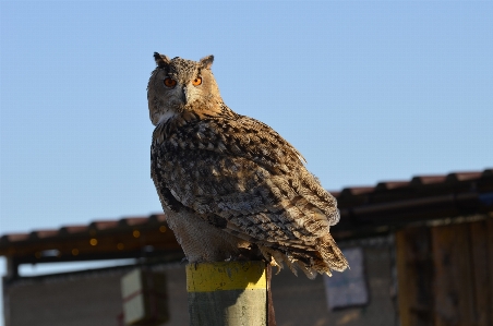 Foto Foresta uccello ala visualizzazione