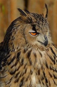 Foto Pájaro ala animal fauna silvestre