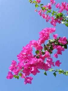 Nature branch blossom plant Photo