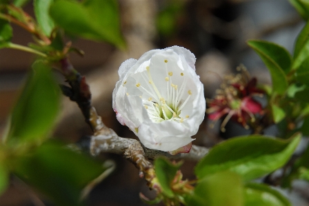 Foto Natura ramo fiore pianta