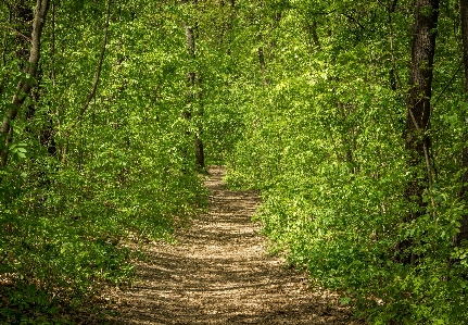 Landscape tree nature forest Photo