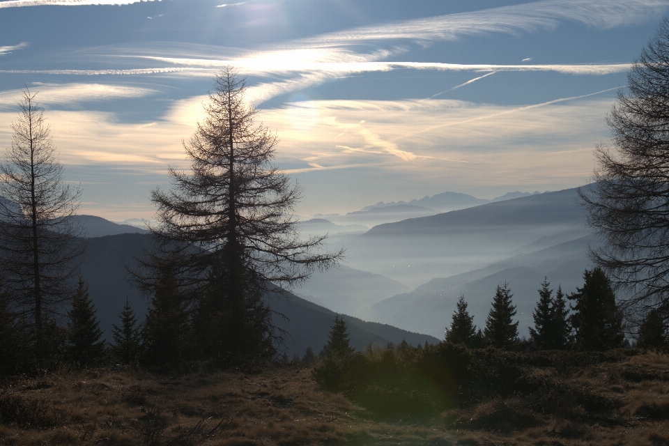 Landscape tree nature wilderness