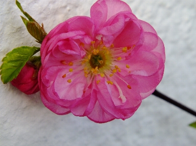 Blossom plant flower petal Photo