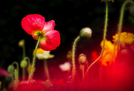 Landscape nature blossom plant Photo