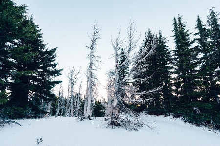 Foto Albero foresta natura selvaggia
 ramo