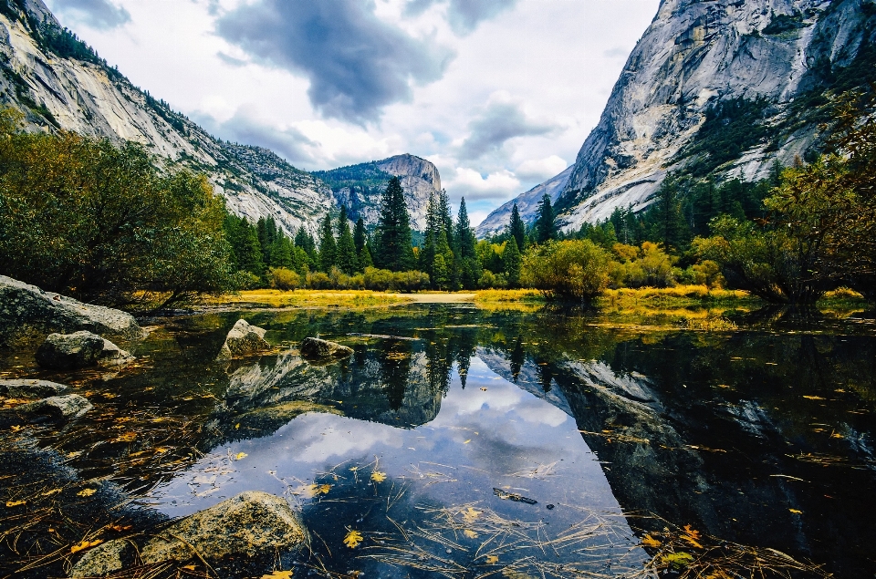 風景 木 水 自然