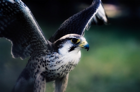 自然 鳥 羽 野生動物 写真