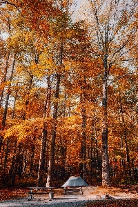 Landscape tree nature forest Photo