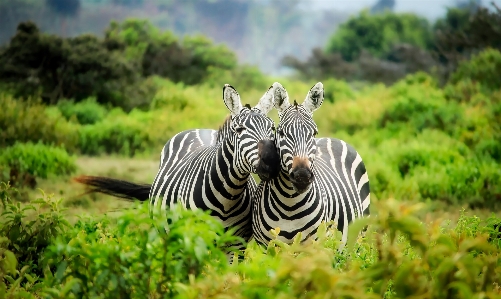 Landscape nature wilderness countryside Photo