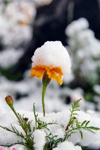 自然 花 雪 冬 写真