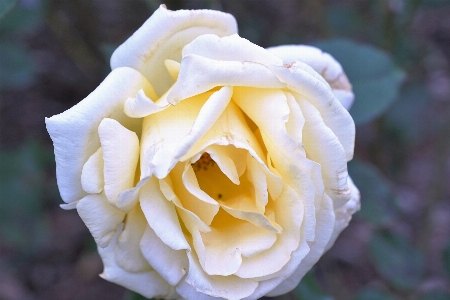 Blossom plant white flower Photo