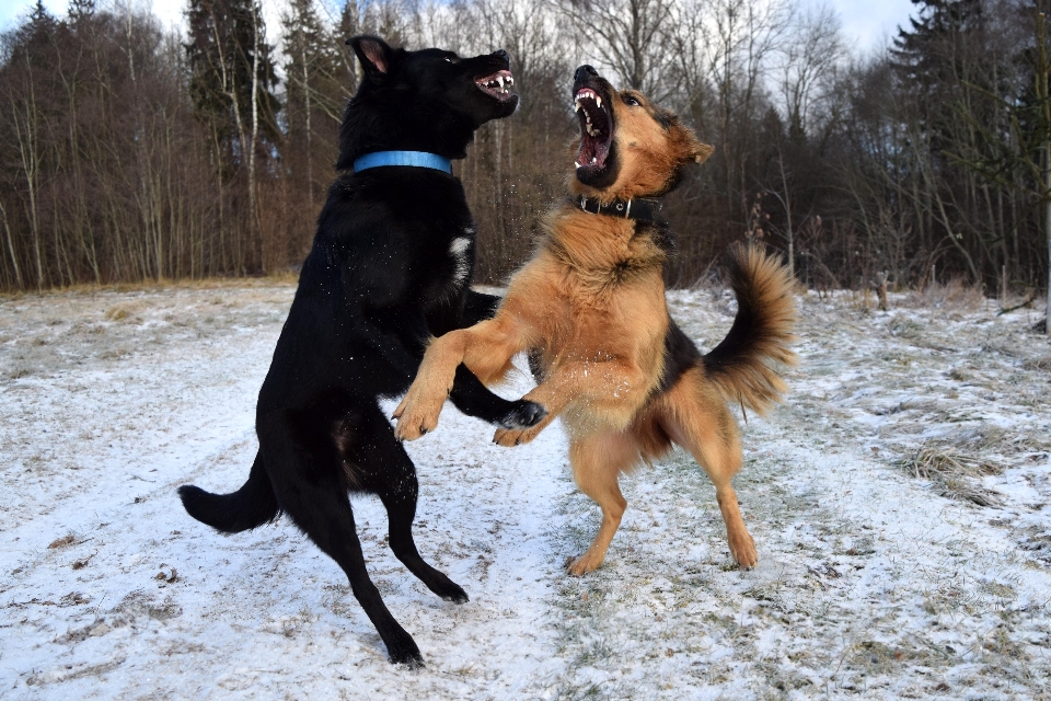 Kar kış köpek köpek
