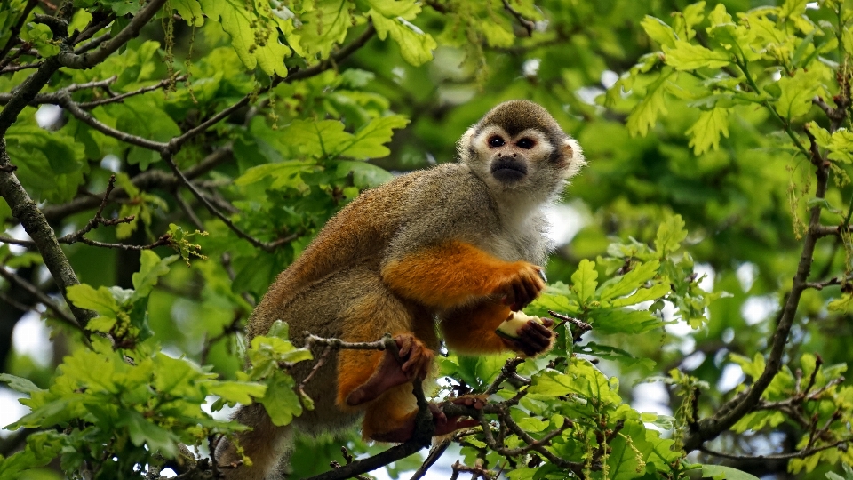 árbol rama animal fauna silvestre