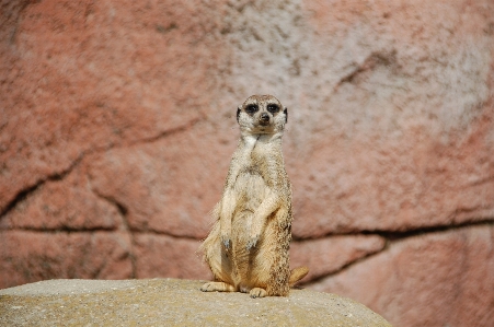 動物 野生動物 動物園 fauna 写真