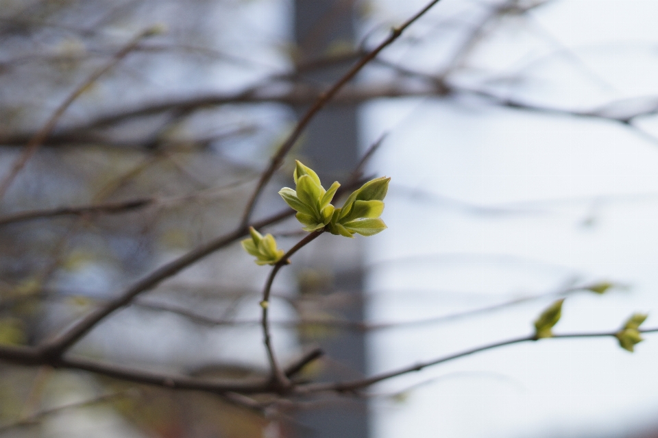 Arbre nature bifurquer fleurir