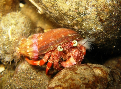 Foto Animais selvagens embaixo da agua comida biologia