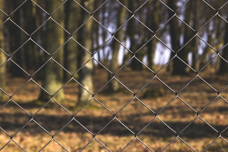 Forest grass branch fence Photo