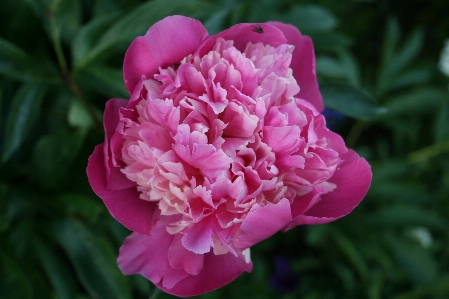 Blossom plant flower petal Photo