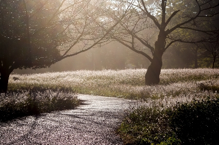 Landscape tree nature forest Photo