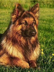 Grass meadow dog animal Photo