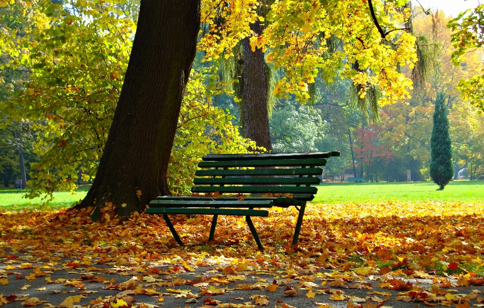 Lanskap pohon alam hutan