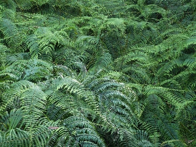 Tree forest plant leaf Photo