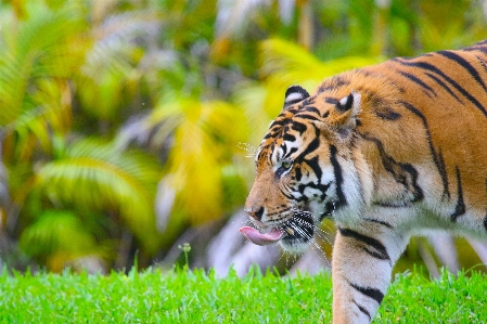 草 動物 野生動物 動物園 写真