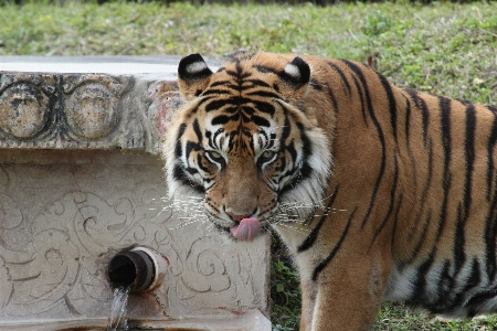 Zdjęcie Dzikiej przyrody ogród zoologiczny ssak drapieżnik