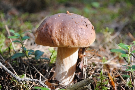 自然 森 植物 野生 写真