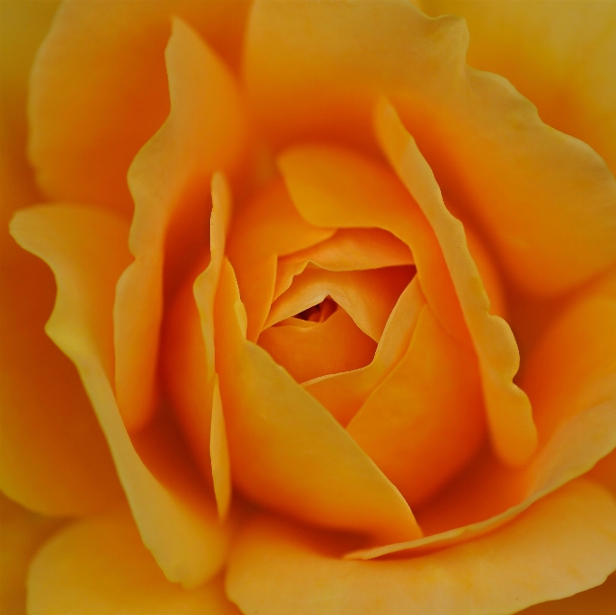 Planta flor pétalo rosa