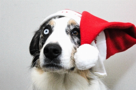 Winter white sweet puppy Photo