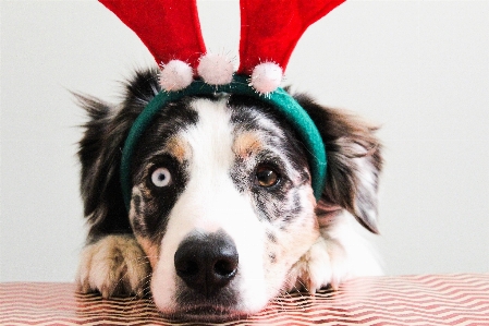 Winter white sweet puppy Photo