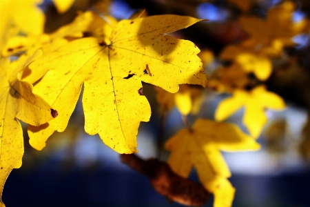 Tree nature forest branch Photo