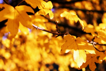 Tree nature forest branch Photo