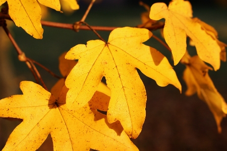 Tree nature forest branch Photo