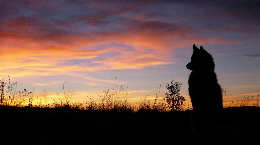 Horizon silhouette cloud sky Photo