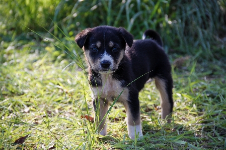 Nature street puppy dog Photo